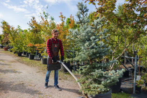 Best Tree and Shrub Care  in USA